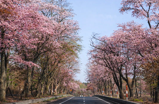 登別桜並木